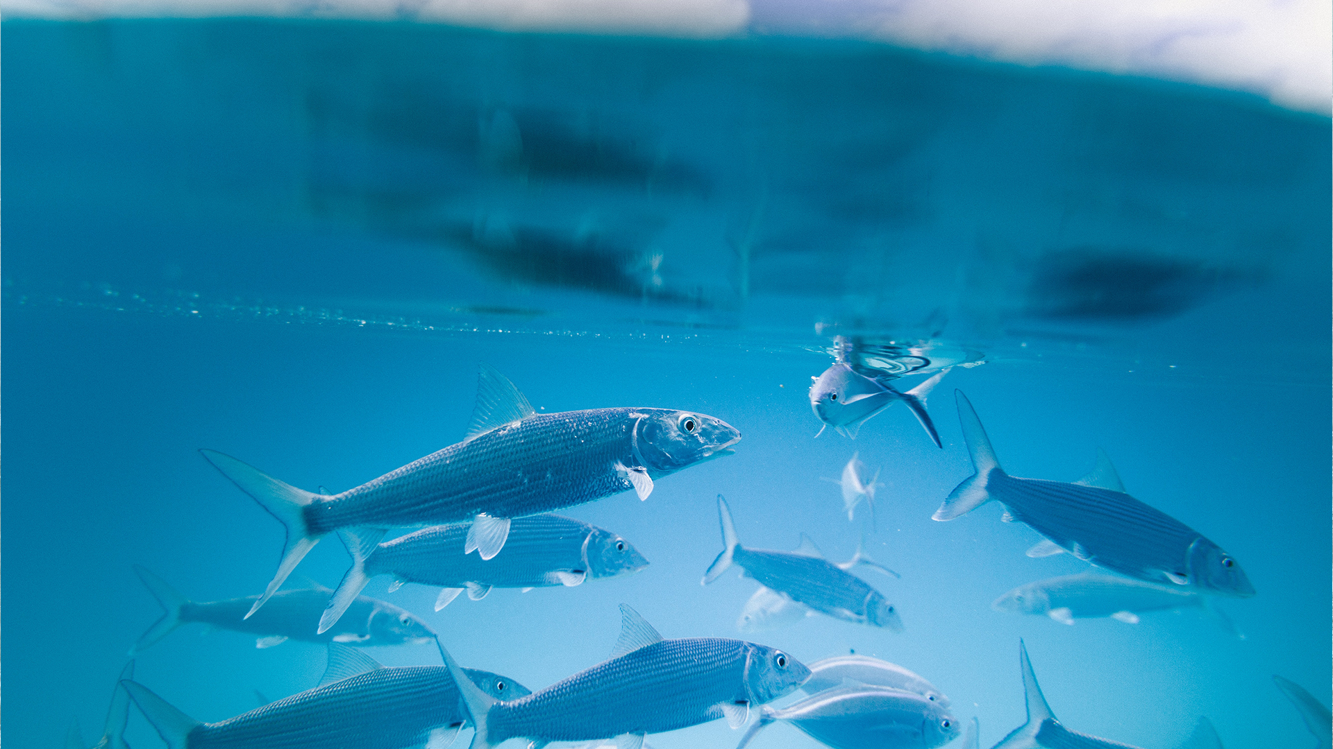 Les quantités de poissons pêchés dans le monde sous-estimées de 30%